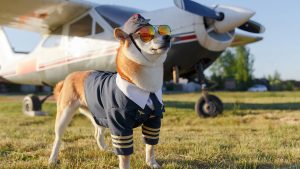 cachorro com uniforme de piloto de avião pronto para embarcar na jornada do cliente